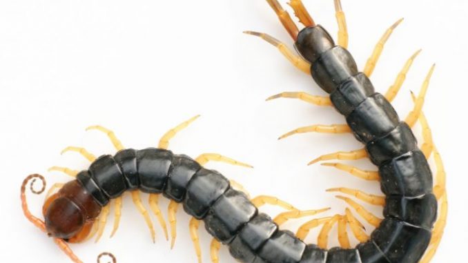 Giấc mơ con rết cảnh báo điều gì còn phụ thuộc vào từng chi tiết khác nhau